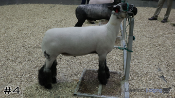 Market Lambs class from 2023 National 4-H thumbnail