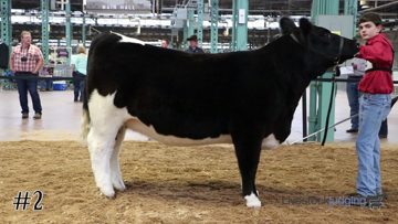 Breeding Heifers class from 2016 Keystone International thumbnail