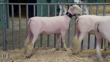 Breeding Ewes class from 2016 Keystone International thumbnail