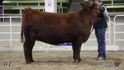 Heifer #2