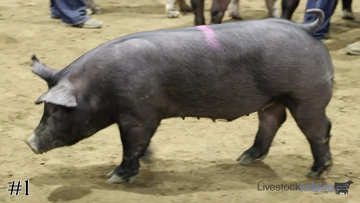 Market Swine class from 2018 National Western 4-H/FFA thumbnail