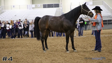 Geldings class from 2019 San Antonio Horse thumbnail