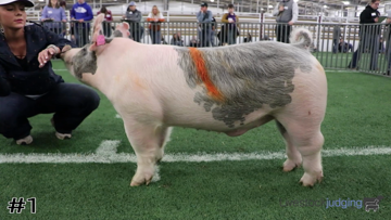 Market Swine class from 2020 San Antonio Livestock thumbnail