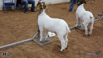 Market Goats class from 2021 American Royal 4-H/FFA thumbnail