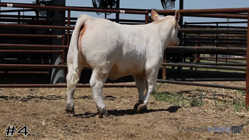 Breeding Heifers class from 2021 California FFA Classes thumbnail