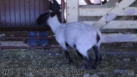 Ewe#1