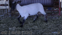 Ewe#2