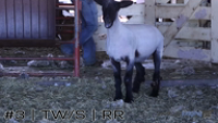 Ewe#3
