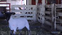 Ewe#4
