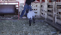 Ewe#5