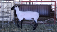Ewe#6