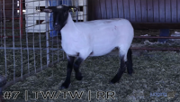 Ewe#7