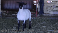 Ewe#8