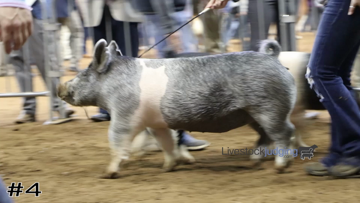 Breeding Gilts class from 2021 Cattlemens Congress thumbnail