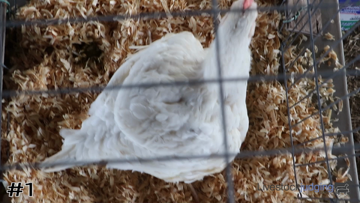 Broilers class from East Central Online thumbnail