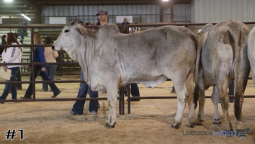 Breeding Heifers class from Hill Country Spring CDEs thumbnail