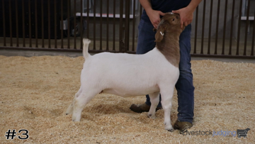 Breeding Does class from 2021 James Madison thumbnail