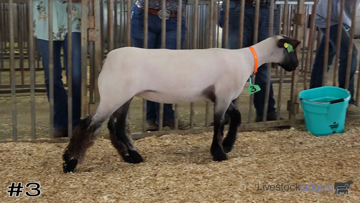 Breeding Ewes class from Mississippi State Fair thumbnail