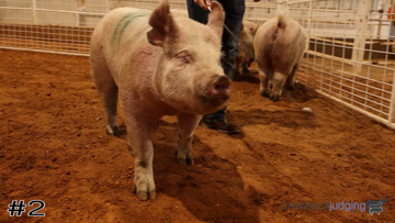 Breeding Gilts class from NEO Aggie Day Interscholastics Livestock thumbnail