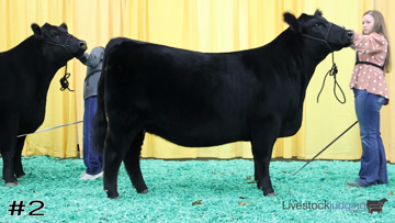 Breeding Heifers class from 2021 National 4-H Livestock Judging thumbnail