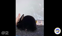 Rabbit#2