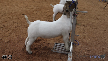 Market Goats class from American Royal Intercollegiate thumbnail