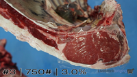 Carcass#3