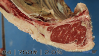 Carcass#4