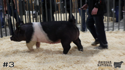 Hog#3
