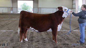 Breeding Heifers class from 2022 Flint Hills thumbnail