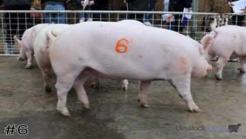 Breeding Gilts class from 2022 Illinois State FFA thumbnail