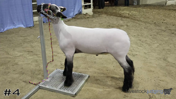 Market Lambs class from National Western Livestock Judging thumbnail