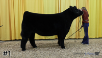 Steer#1
