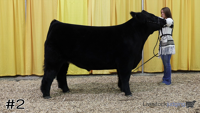 Steer#2