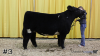 Steer#3