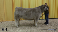 Steer#4