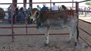 Breeding Heifers class from New Mexico FFA thumbnail