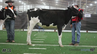 Heifer#3
