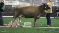 Heifer#1