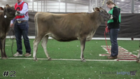 Heifer#2