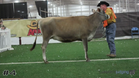 Heifer#4