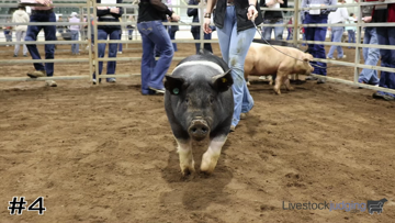 Market Swine class from Southeastern 3 thumbnail