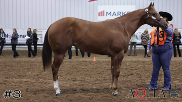 Fillies class from 2023 AQHA World Collegiate thumbnail