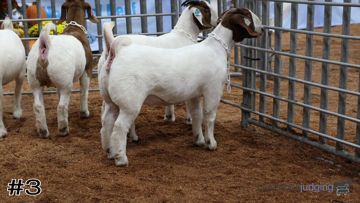 Wether Dam Does class from 2023 American Royal Collegiate thumbnail