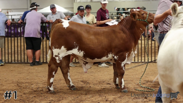 Prospect Steers class from 2023 Show Steer Fiesta thumbnail