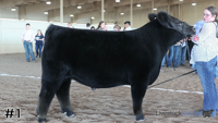 Steer#1