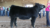 Steer#2