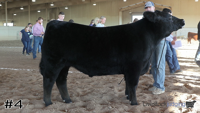 Steer#4