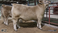 Steer#2