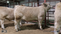 Steer#3